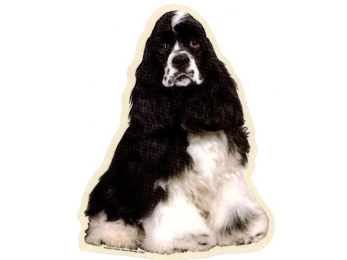 Amerikansk Cocker Spaniel, sort/hvid, fr.Vælg: klistermærke, nøglering, broche, slipsenål, mm.