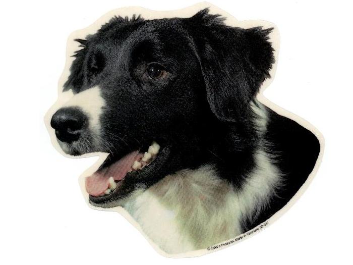 Border Collie, hv. Vælg: klistermærke, nøglering, broche, slipsenål, mm.