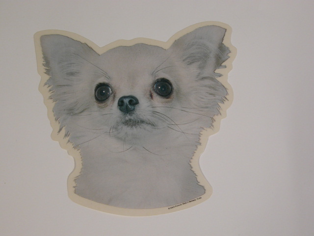 Chihuahua, langhåret, hv. Vælg: klistermærke, nøglering, mm.