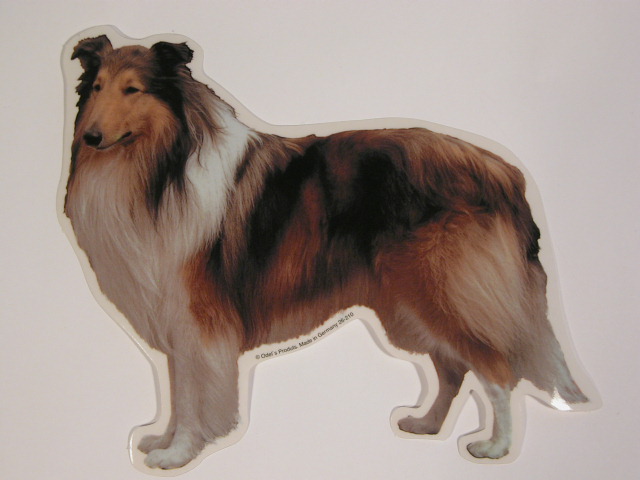 Collie, st. Vælg: klistermærke, nøglering, mm.