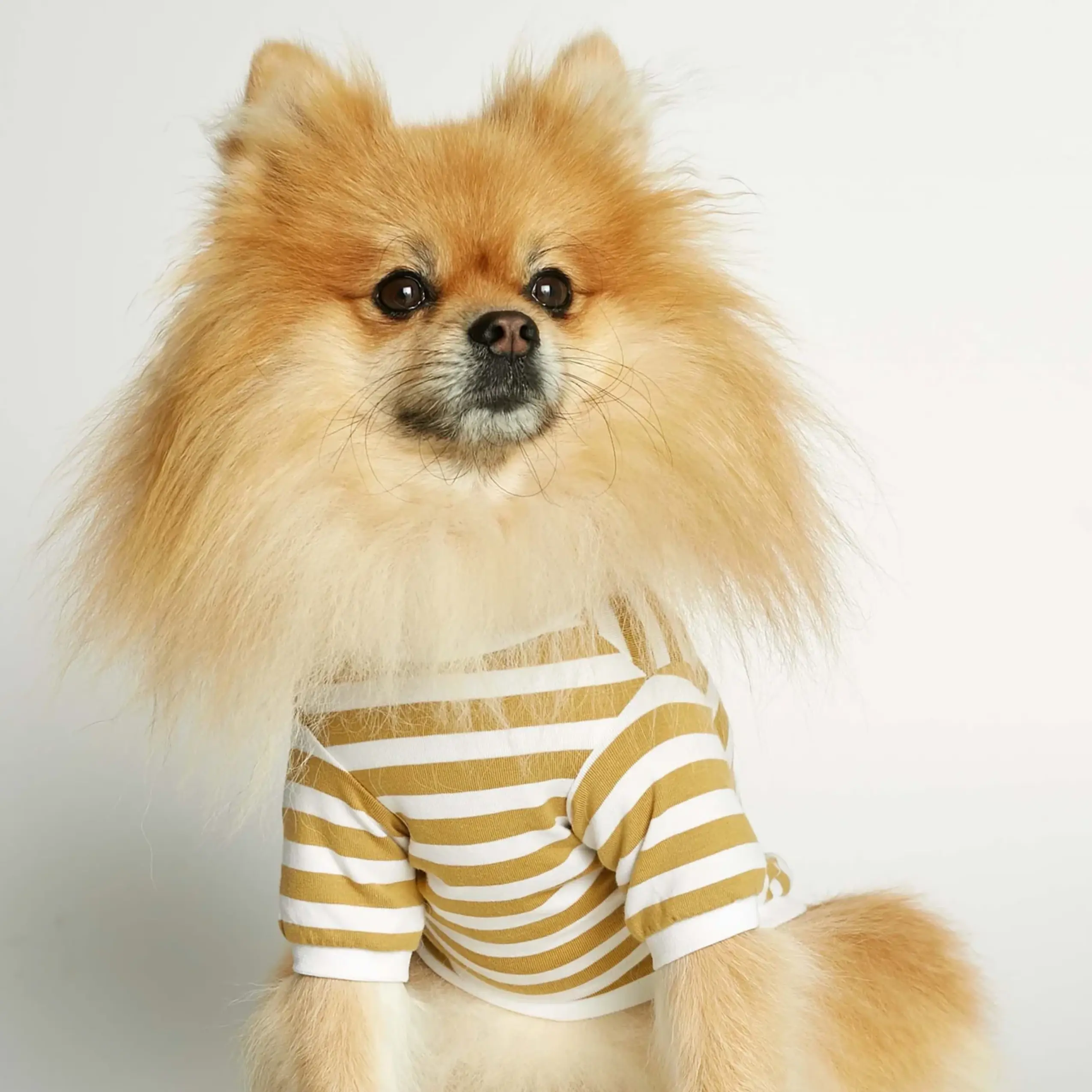 David T-shirt // Hundetrøje med ærmer i økologisk bomuld (dijon) - L