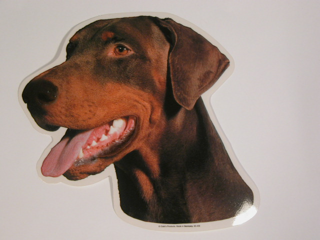 Dobermann, brun, øre ned, hv. Vælg: klistermærke, nøglering, broche, slipsenål, mm.