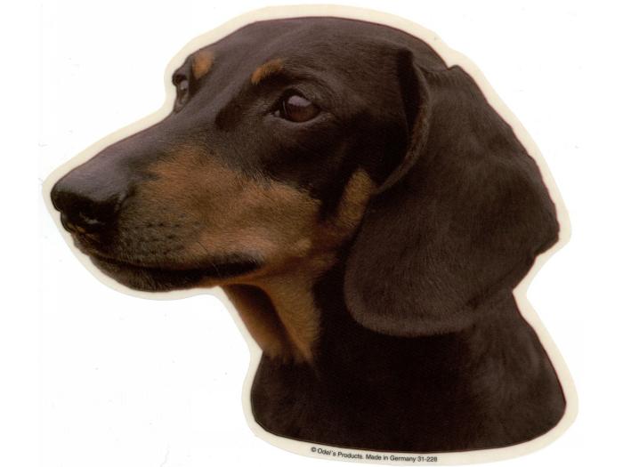 Gravhund, korthåret, hv. Vælg: klistermærke, nøglering, broche, slipsenål, mm.