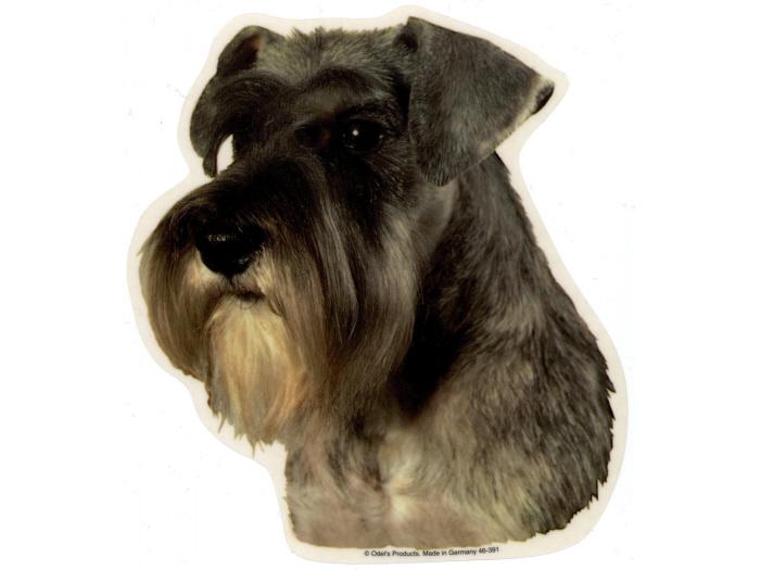Schnauzer, grå, øre ned. Vælg: klistermærke, nøglering, broche, slipsenål, mm