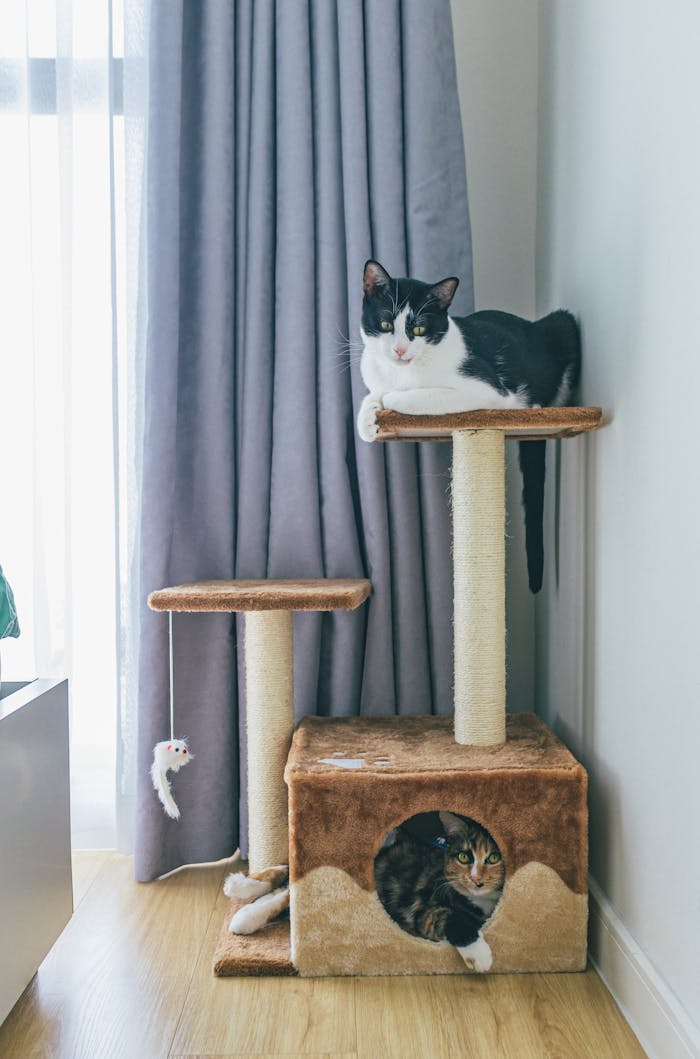 Two cats lounging on a stylish cat tree in a modern apartment setting, enhancing the interior design.