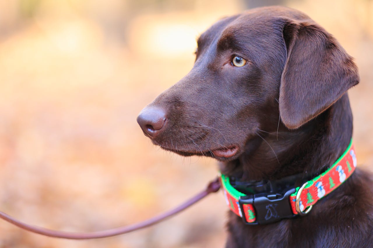 about-02 A chocolate Labrador retriever with a colorful collar enjoys a sunny day outside.