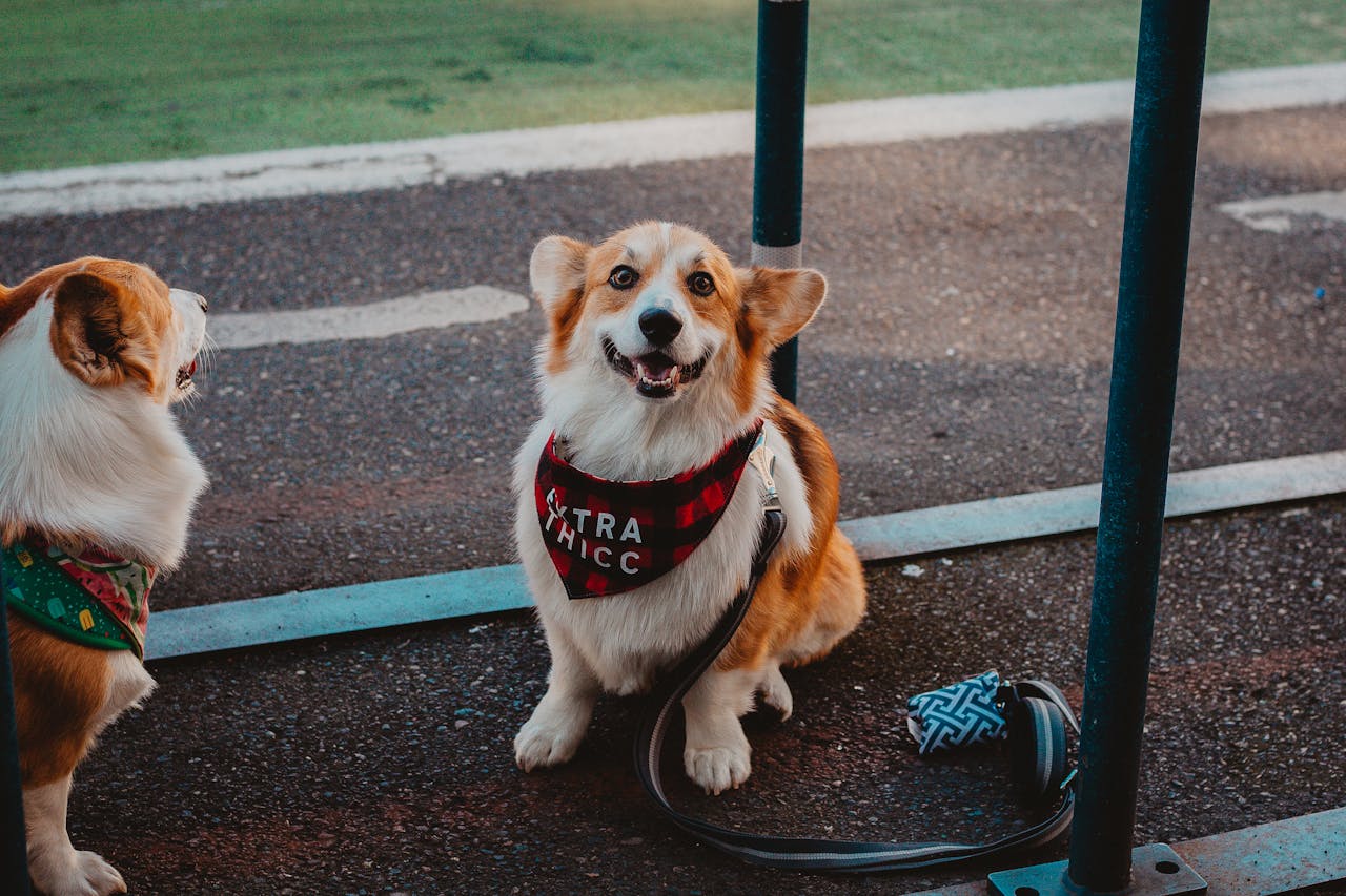 why-choose-us Two playful Corgis with trendy bandanas sit outdoors, exuding charm.