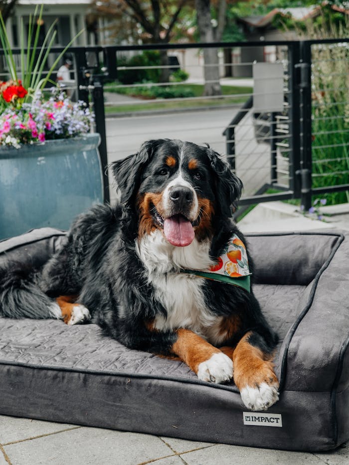 Happy Bernese Mountain Dog lounging on a durable pet bed outdoors.
