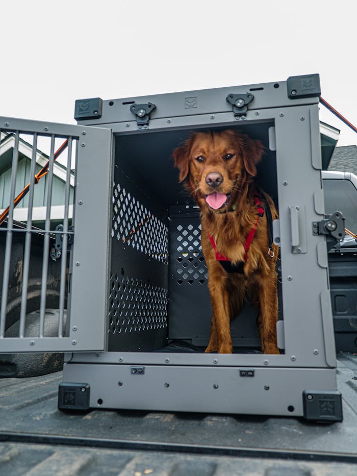 Golden Retriever in a sturdy dog crate on a truck bed for safe travel.