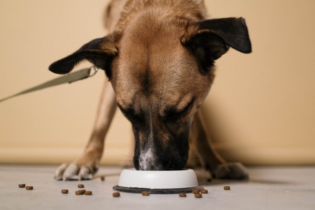Sådan vælger du det rigtige udstyr til din hund, uden at blive overvældet A close-up of a brown dog eating kibble from a white bowl indoors.
